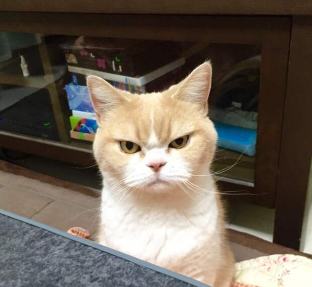 Озлобленный кот Коюки животные, коты, прикол