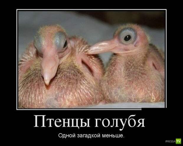 Демотиваторы на июль, часть 19 (30 фото) Демотиваторы на июль, часть 19 (30 фото)