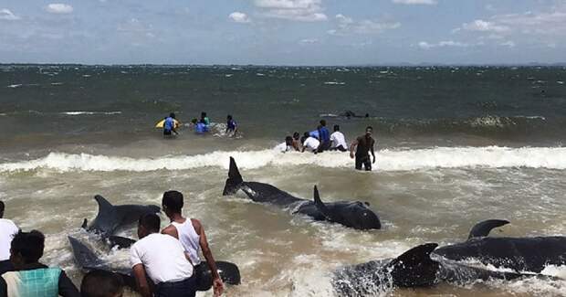 Жители Шри-Ланки спасли 20 китов, прибитых к берегу из-за циклона животные, спасение китов, шри-ланка