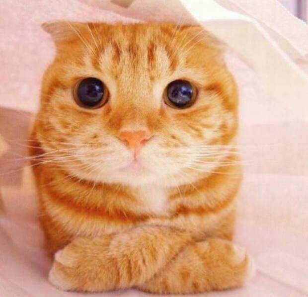 Прикольные картинки на Бугаге (49 шт)