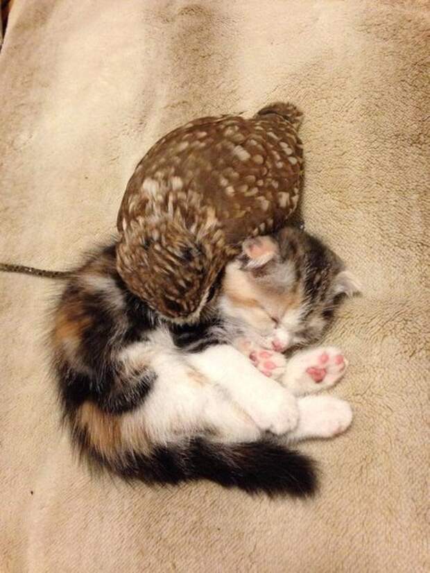 Котёнок и совёнок Котёнок и совёнок
