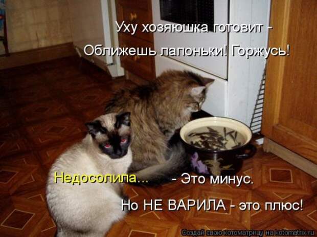 Лучшая котоматрица недели (30 фото)