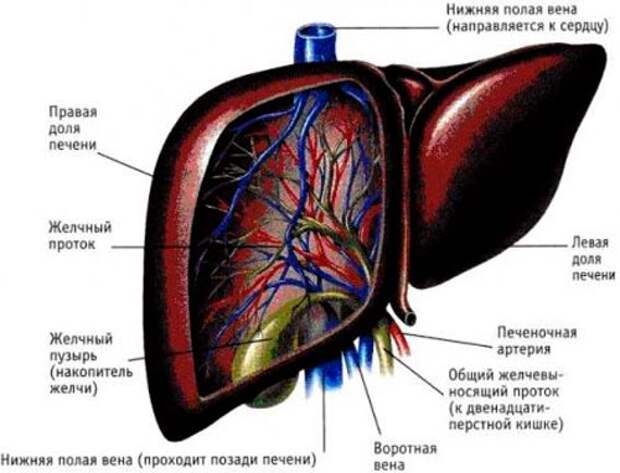 Лечение печени травами