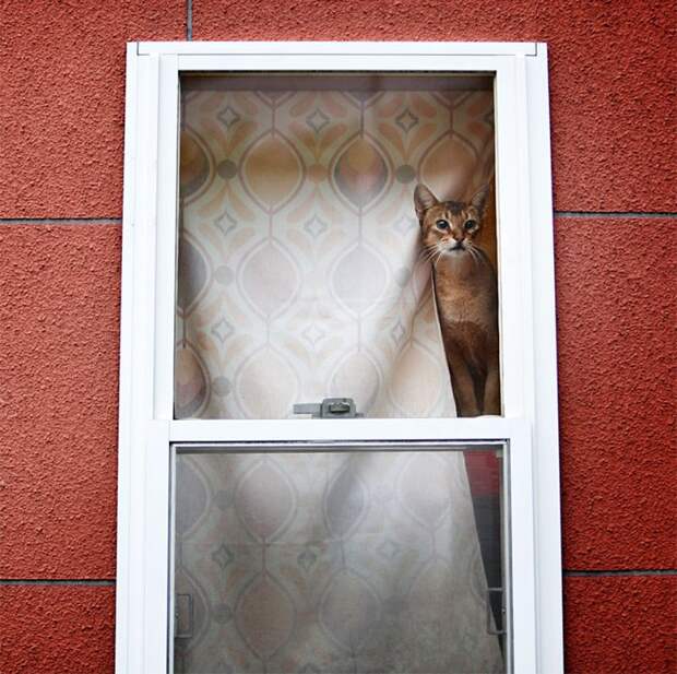 меланхоличные коты ждут хозяина у окна (26)