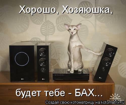 Новая котоматрица на Бугаге (28 фото)