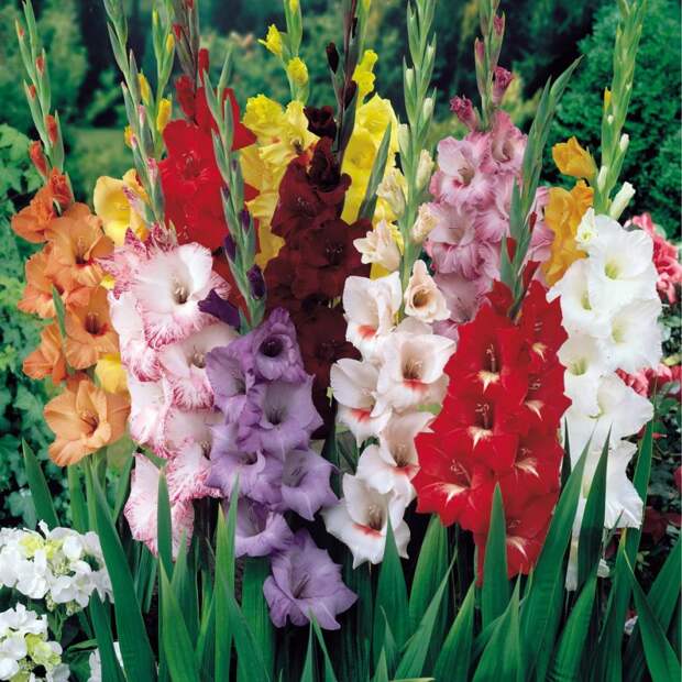 gladiolus