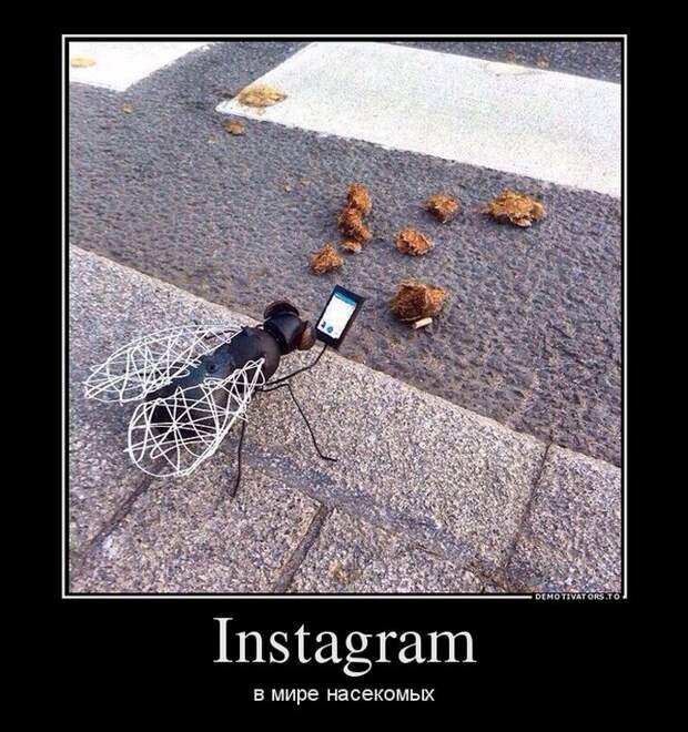 instagram в мире насекомых демотиватор, юмор