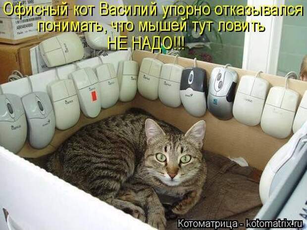 Котоматрица недели (31 фото)