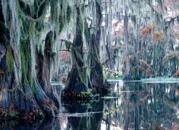 Фантастические кипарисы озера Каддо (Caddo lake), США