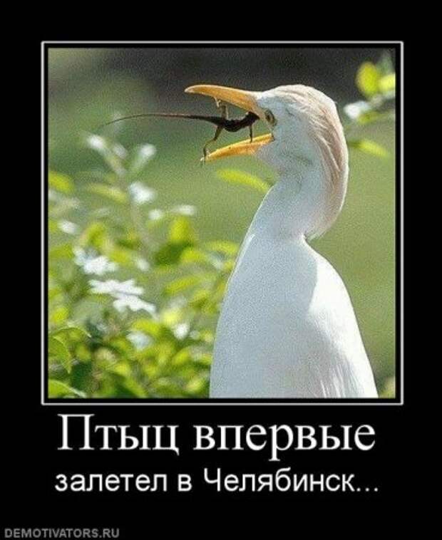 Картинки прикольные демотиваторы.