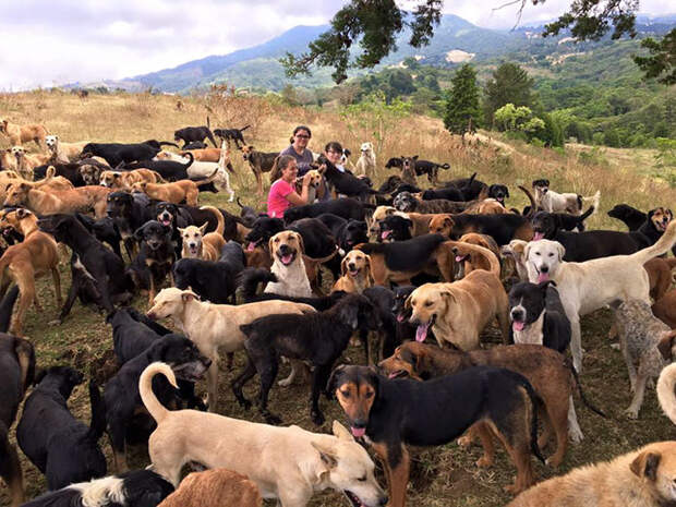 land-of-stray-dogs-territorio-de-zaguates-costa-rica-4