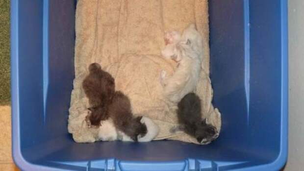 Под грудой товарищей был один котенок, который не двигался котенка, мусорка, спасение