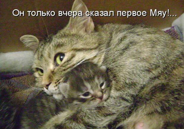 Лучшие котоматрицы недели (50 фото)