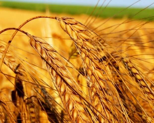 самые полезные продукты, польза продуктов