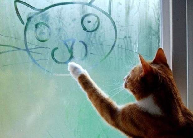Кот рисует на стекле (600x429, 37Kb)