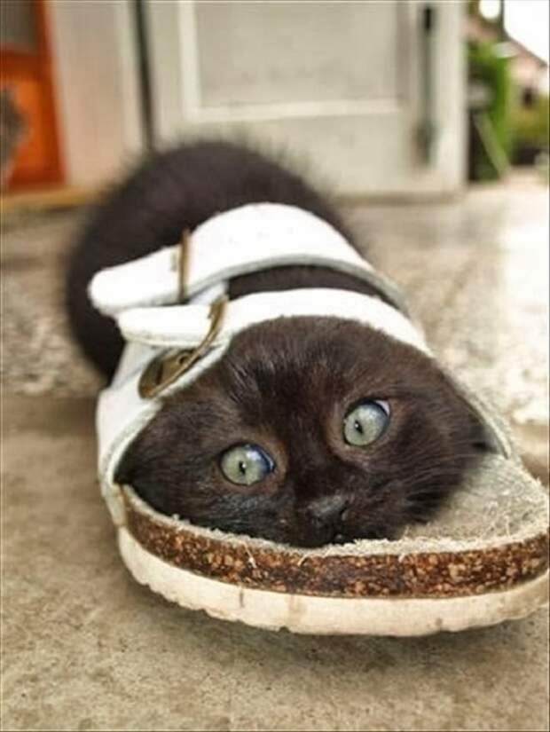 Котенок застрял Котенок в тапке