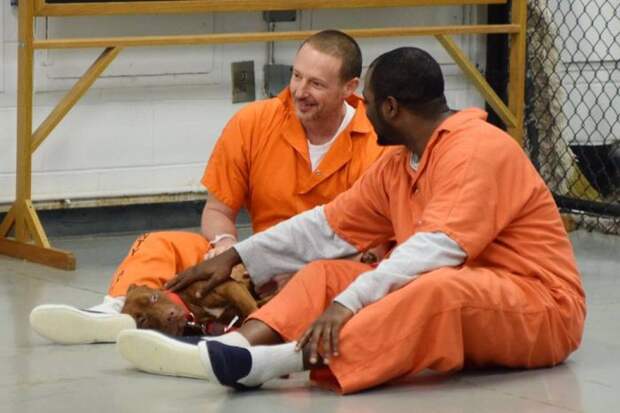 В одной из тюрем США заключенным разрешили брать на воспитание бездомных собак заключенные, собаки, тюрьма