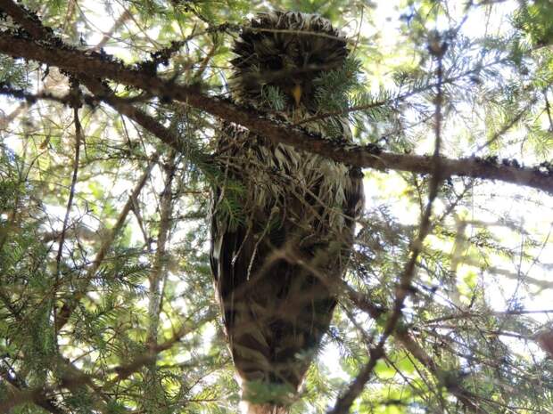 Редкий кадр удалось сделать инспектору заповедника Александру Петрову