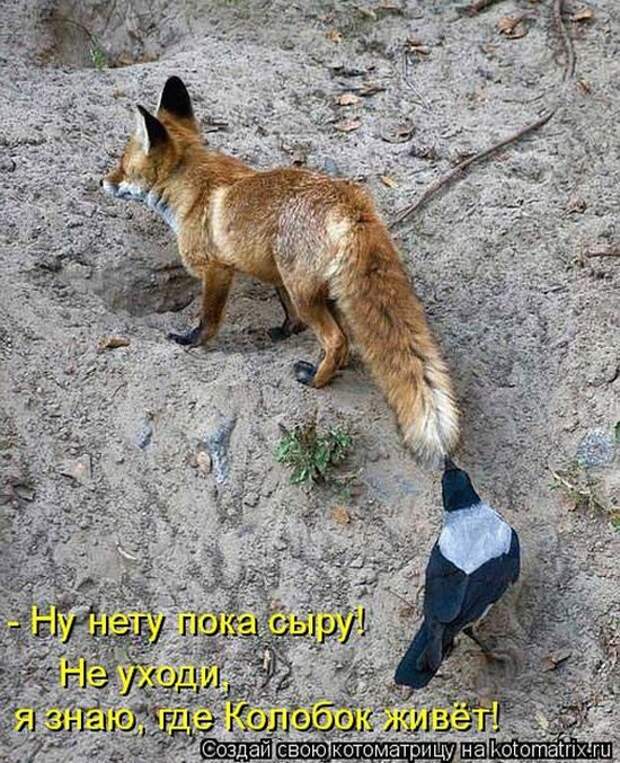 Лучшие котоматрицы недели