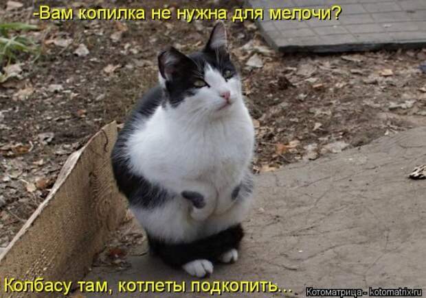 Лучшие котоматрицы недели