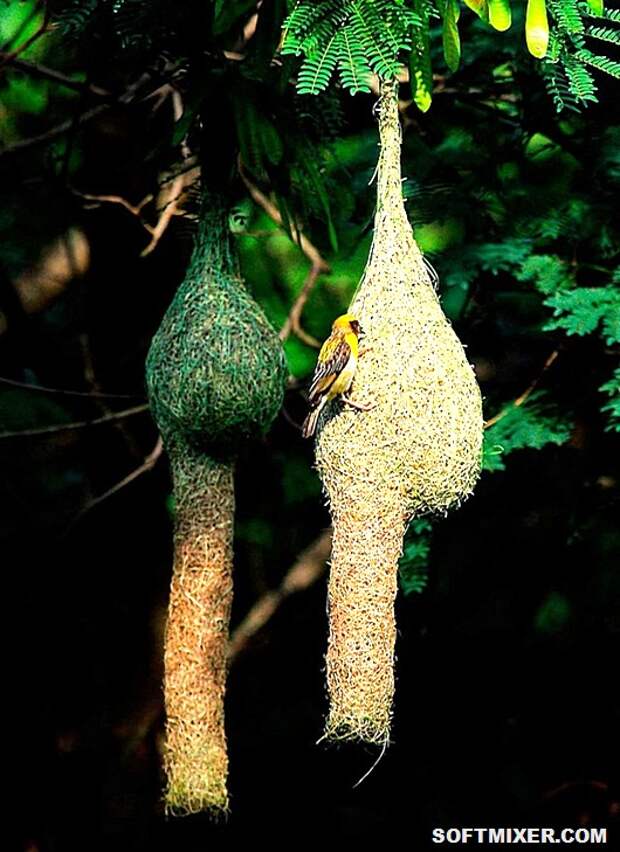 14899010-R3L8T8D-900-animal-architecture-nests-8-2