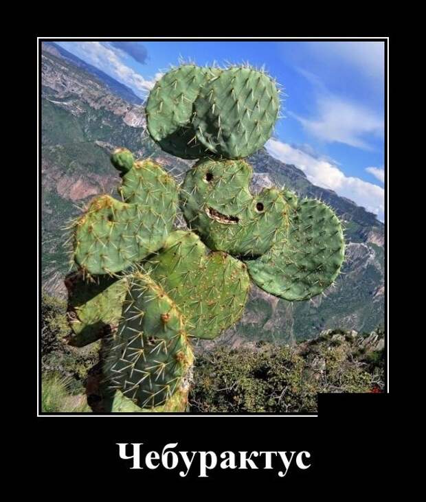 Демотиваторы (30 фото)
