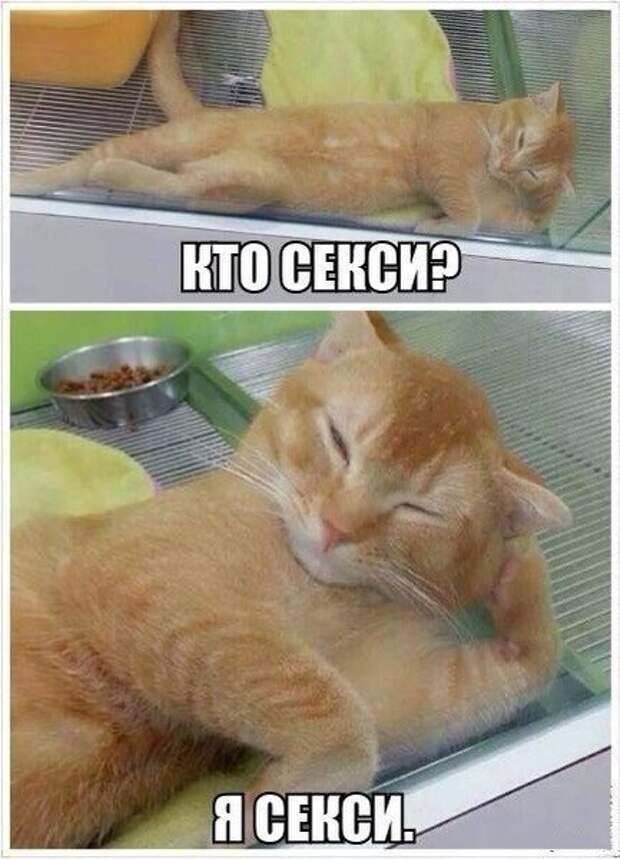 Смешные картинки с подписями катинки, прикол, юмор