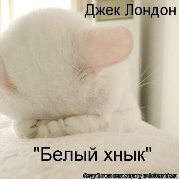 Новые котоматрицы за неделю