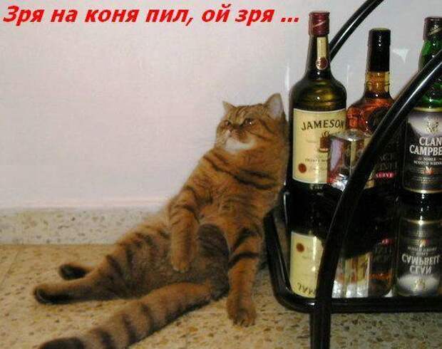 Жизнь кошачья :) (39 фото)