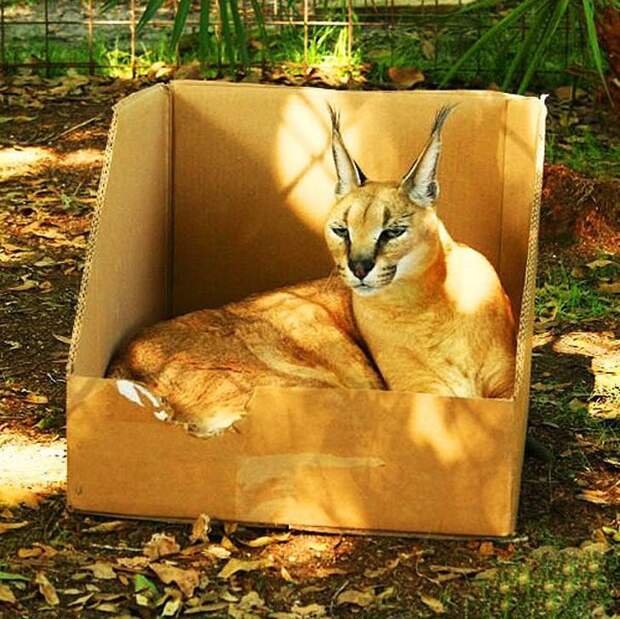 Большие кошки в коробках животные, картинки, фото