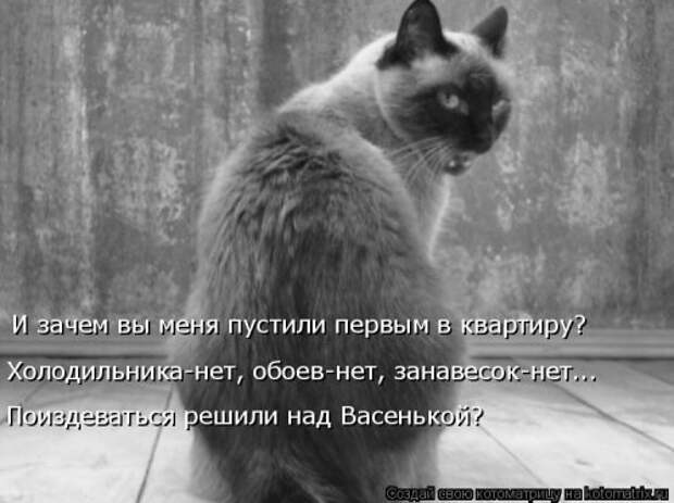 Свежая котоматрица для хорошего настроения (31 фото)