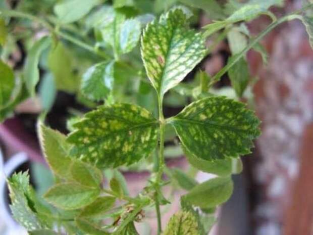 Недостаток железа и кальция у роз = Хлороз