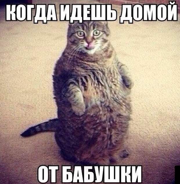 Смешные картинки с подписями катинки, прикол, юмор