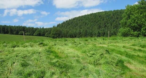 Cut grass