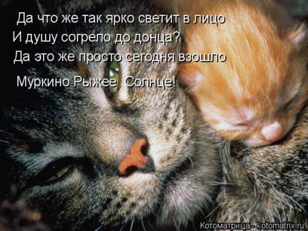 Лучшая котоматрица недели (30 фото)