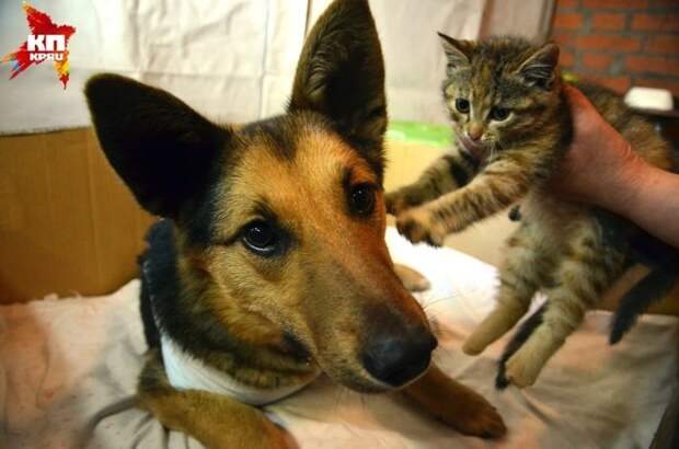 Невероятная история спасения брошенных котят бродячей собакой котята, собака, спасение