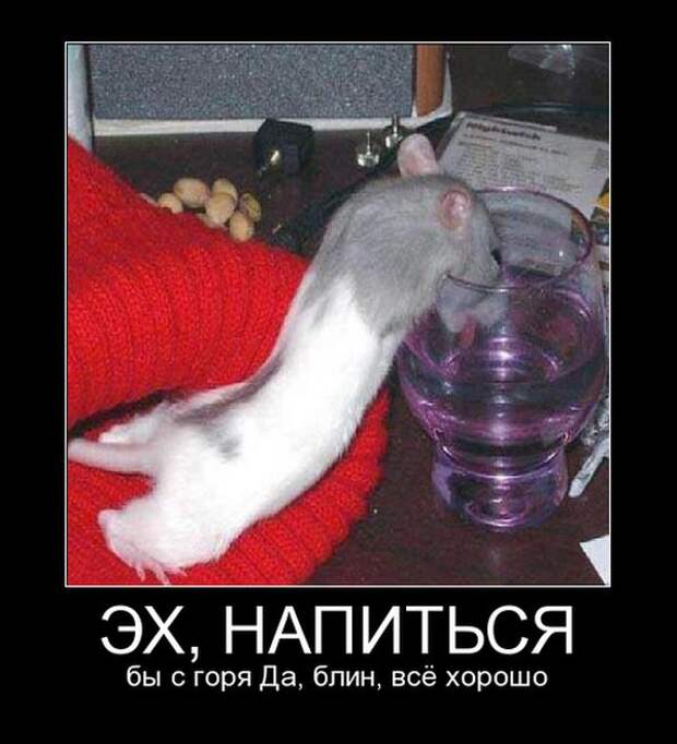 Демотиваторы (30 фото)
