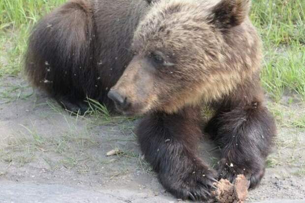 Встреча с медведем Встреча с медведем Ухта, медведь, сыктывкар