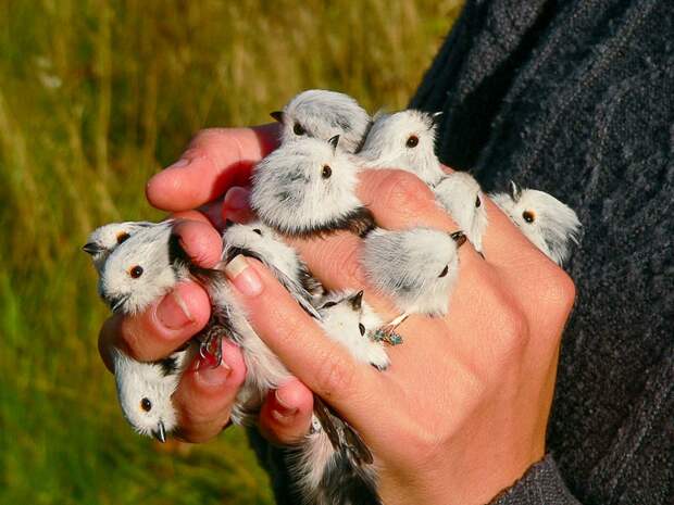 Ополовник: самая милая синица России