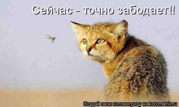 Мысли вслух :)