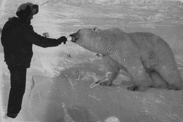 Как пограничники кормили медведей сгущёнкой, 1980-е