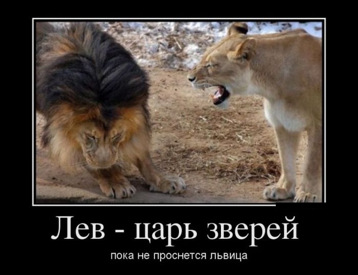 Демотиваторы (30 фото)
