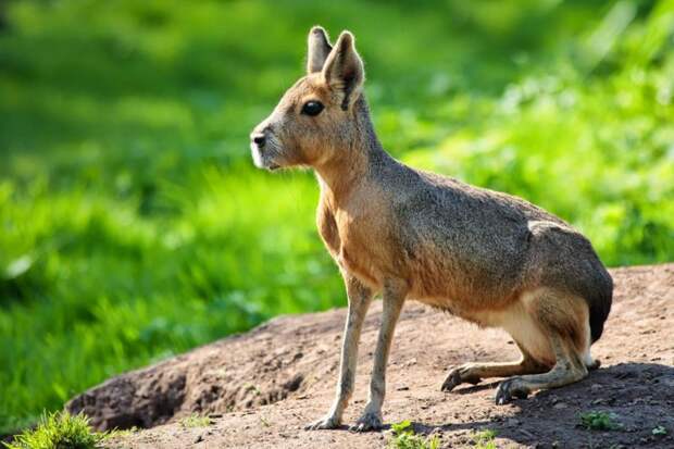 Мара (Патагонский заяц) животные, удивительные, фотошоп