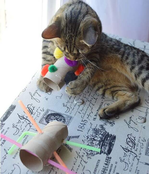13 лучших игрушек для котов, которые можно быстро сделать своими руками 13 лучших игрушек для котов, которые можно быстро сделать своими руками