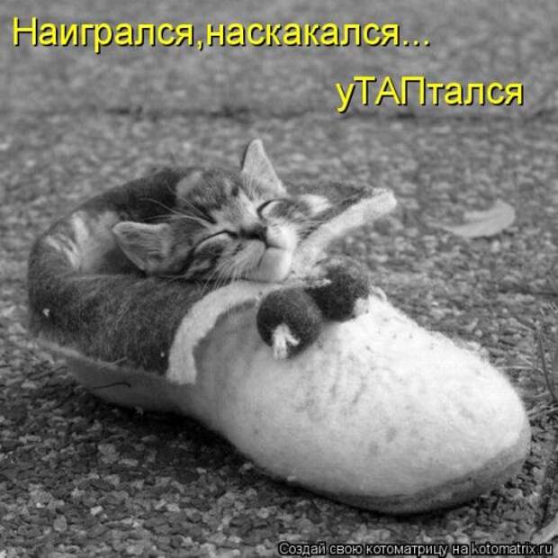 Новая котоматрица (32 фото)
