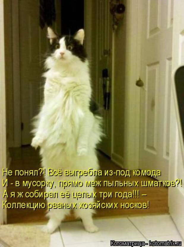 Котоматрица недели (31 фото)
