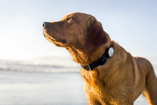 Медицинский девайс для отслеживания состояния домашних собак - Whistle.