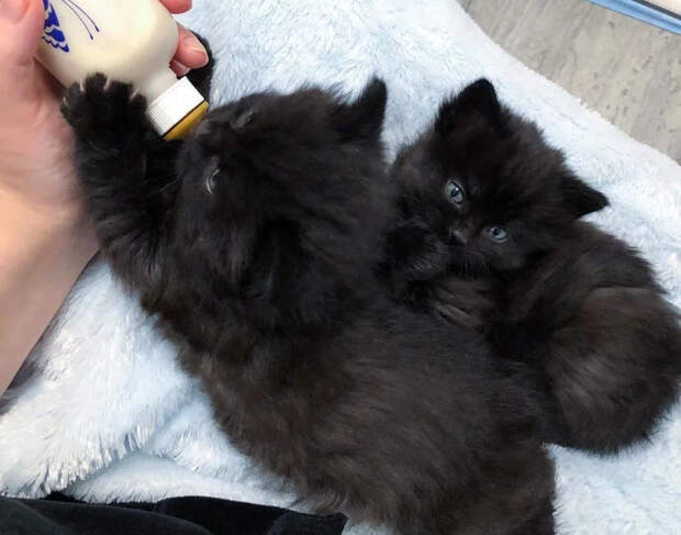 Без кота и жизнь не та