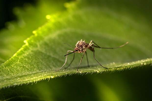 Врач Паршина рассказала о смертельно опасных последствиях комариных укусов