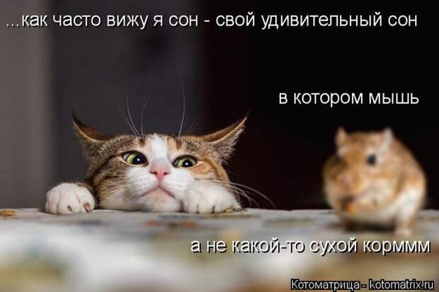 Лучшие котоматрицы недели (50 фото)